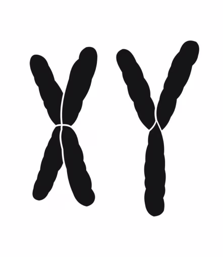 Chromosomes
